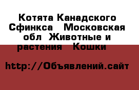 Котята Канадского Сфинкса - Московская обл. Животные и растения » Кошки   